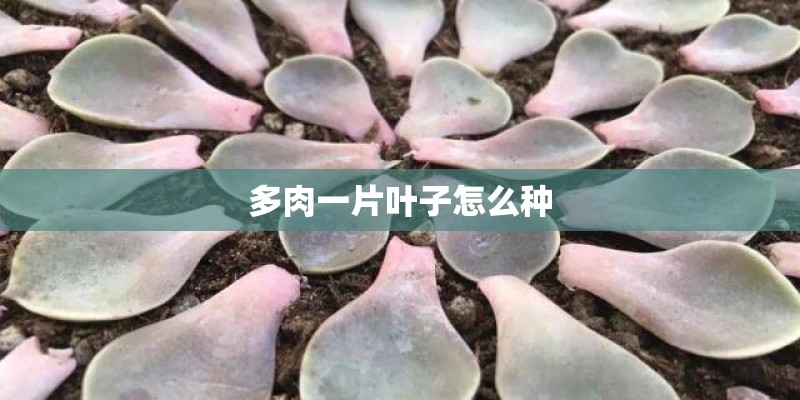 多肉一片叶子怎么种