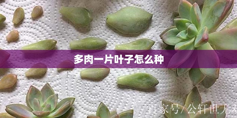 多肉一片叶子怎么种