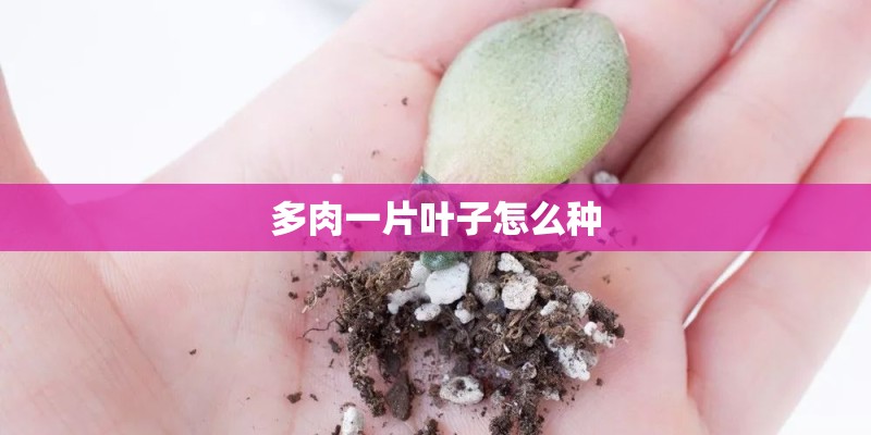 多肉一片叶子怎么种