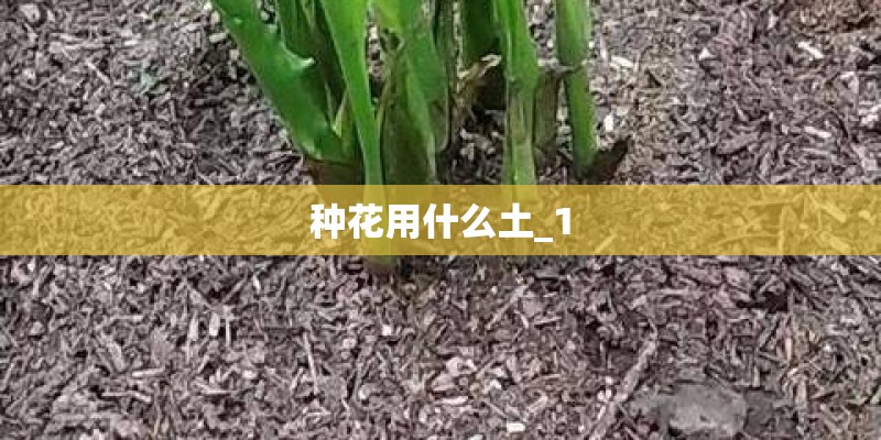 种花用什么土_1