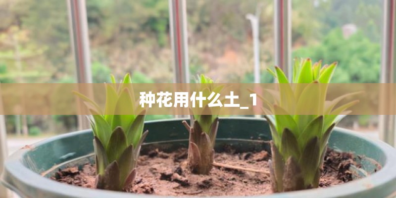 种花用什么土_1
