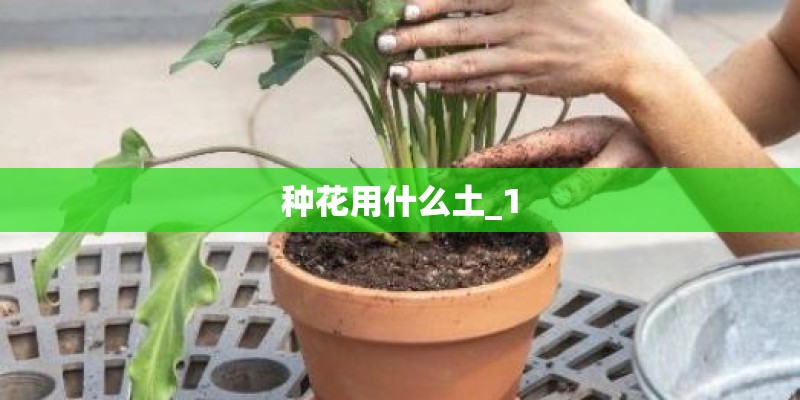 种花用什么土_1