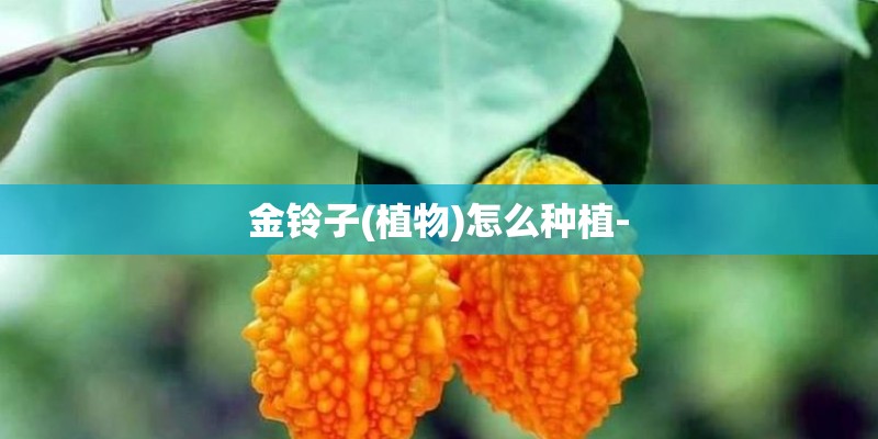 金铃子(植物)怎么种植-