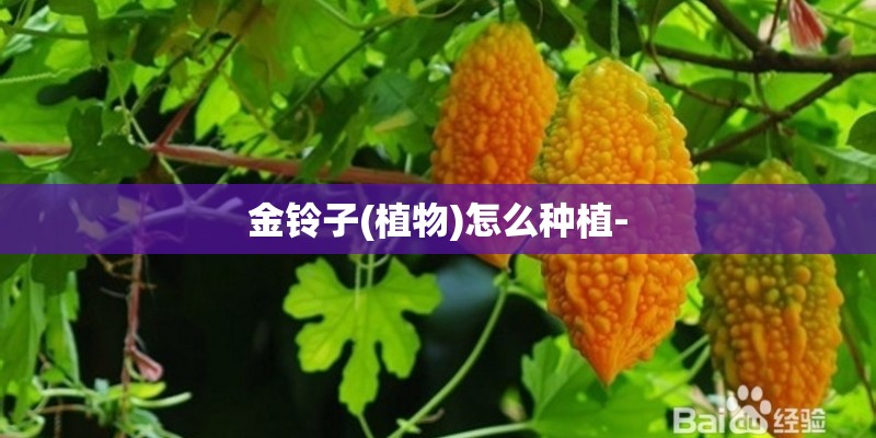 金铃子(植物)怎么种植-