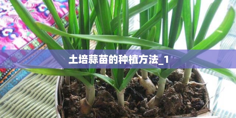 土培蒜苗的种植方法_1