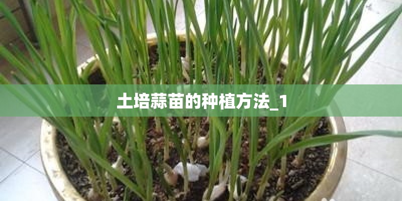 土培蒜苗的种植方法_1