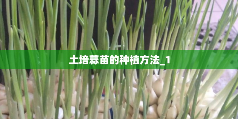 土培蒜苗的种植方法_1