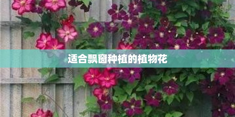 适合飘窗种植的植物花