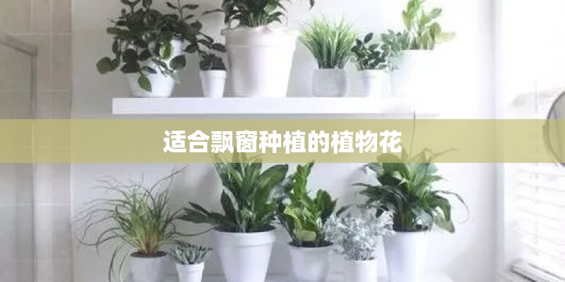 适合飘窗种植的植物花