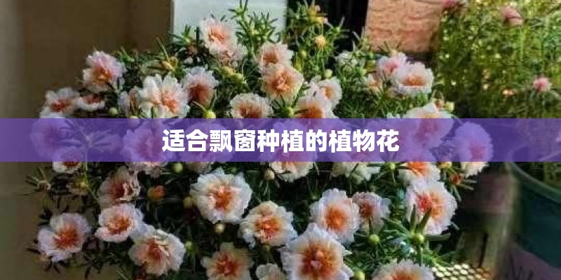 适合飘窗种植的植物花