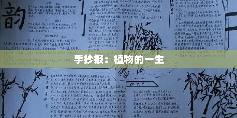 手抄报：植物的一生