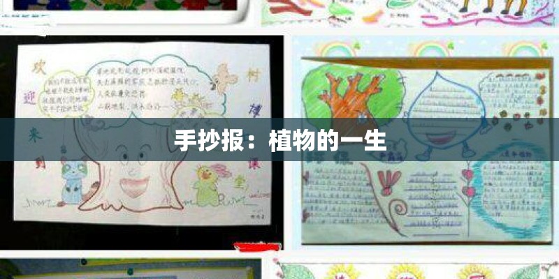 手抄报：植物的一生
