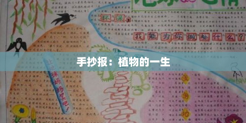 手抄报：植物的一生