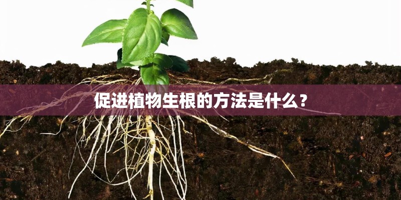 促进植物生根的方法是什么？