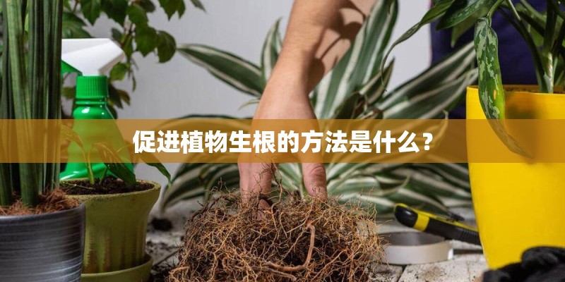 促进植物生根的方法是什么？
