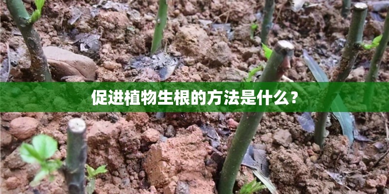 促进植物生根的方法是什么？