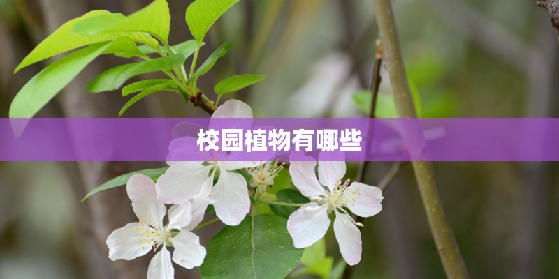 校园植物有哪些