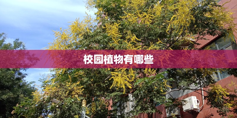 校园植物有哪些