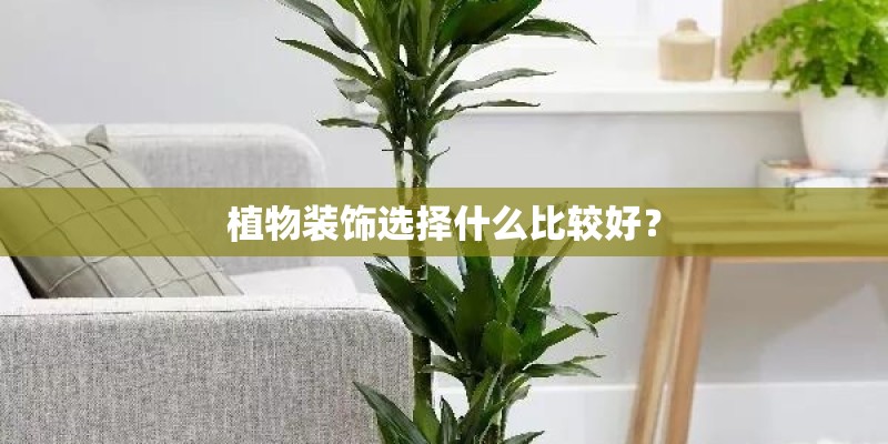 植物装饰选择什么比较好？