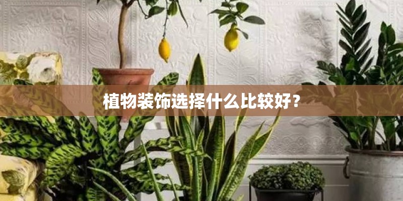 植物装饰选择什么比较好？