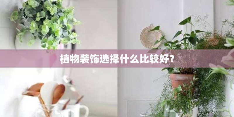 植物装饰选择什么比较好？