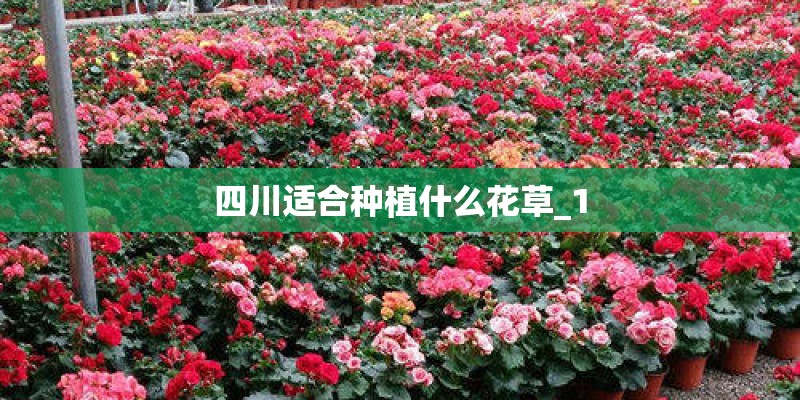四川适合种植什么花草_1