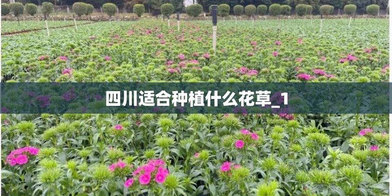 四川适合种植什么花草_1