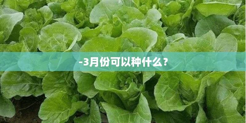 -3月份可以种什么？