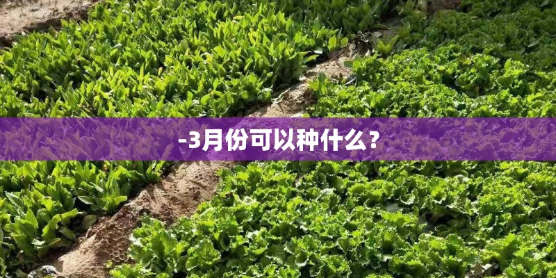 -3月份可以种什么？