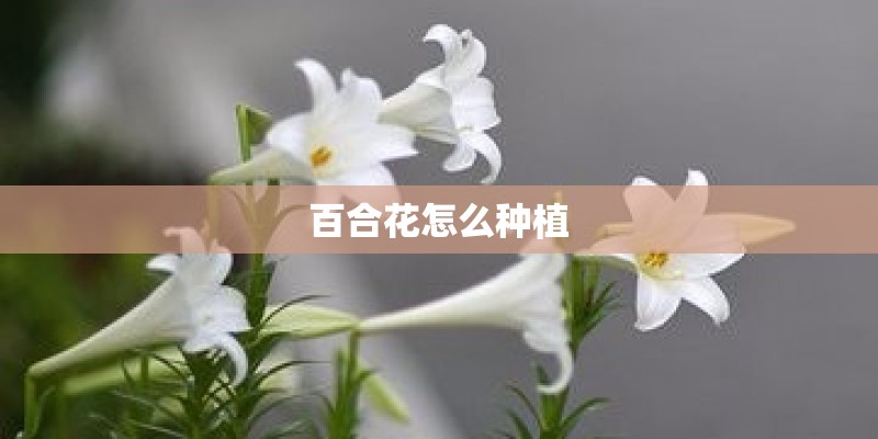 百合花怎么种植