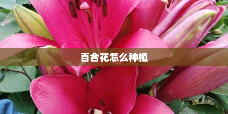 百合花怎么种植