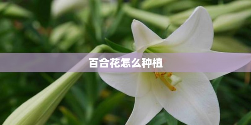 百合花怎么种植