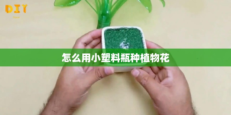 怎么用小塑料瓶种植物花