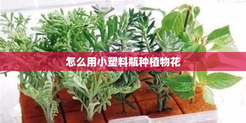 怎么用小塑料瓶种植物花