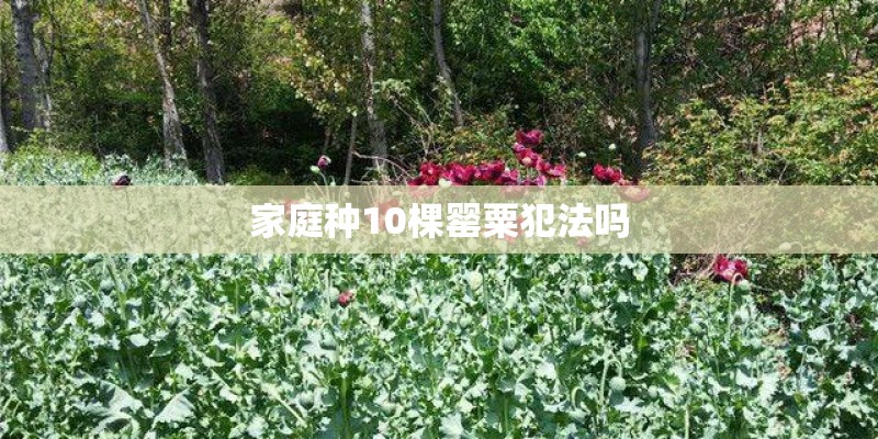 家庭种10棵罂粟犯法吗