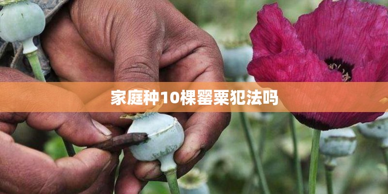 家庭种10棵罂粟犯法吗