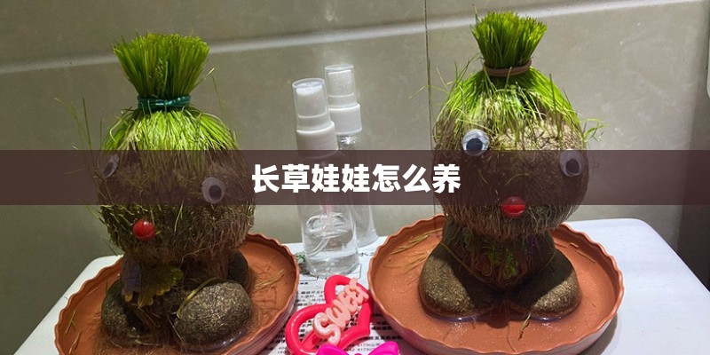 长草娃娃怎么养