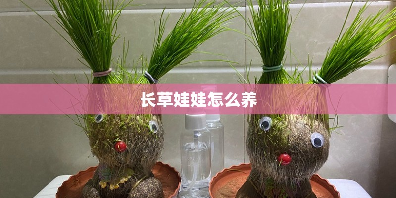 长草娃娃怎么养
