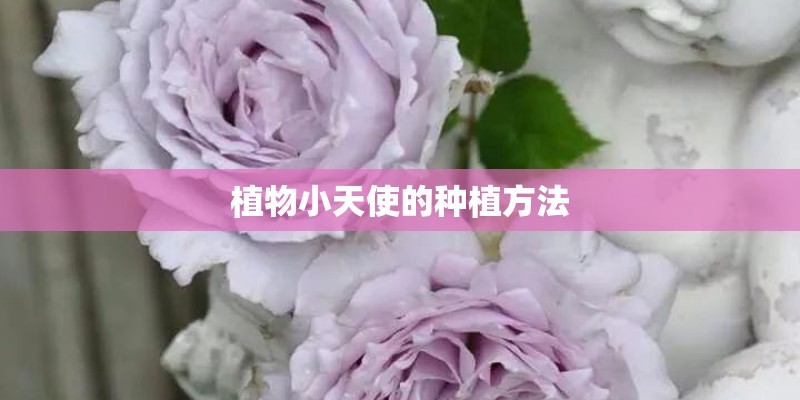 植物小天使的种植方法