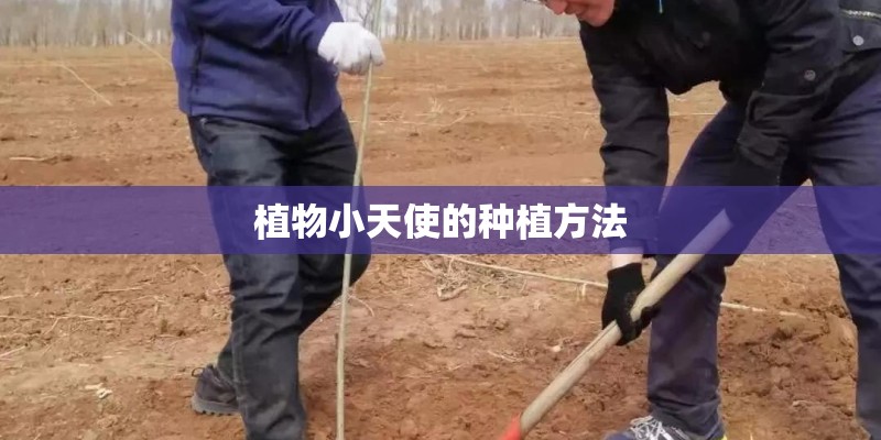 植物小天使的种植方法