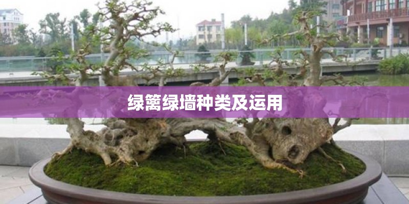 绿篱绿墙种类及运用 绿篱绿墙种类及运用