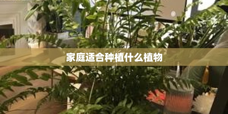 家庭适合种植什么植物