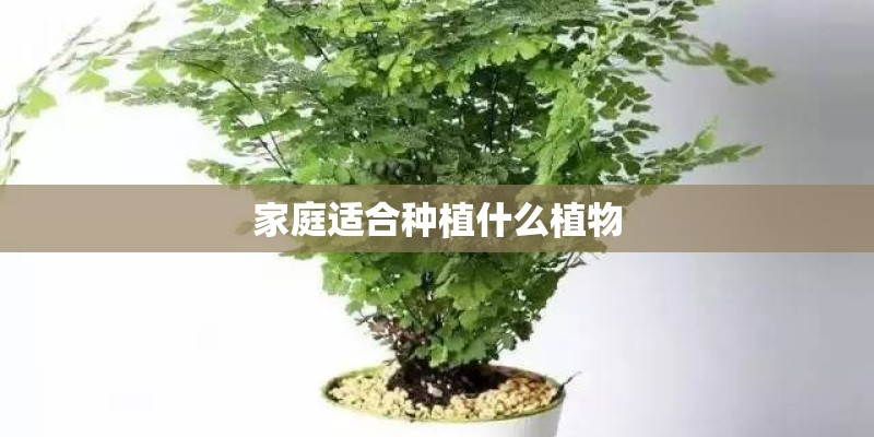 家庭适合种植什么植物