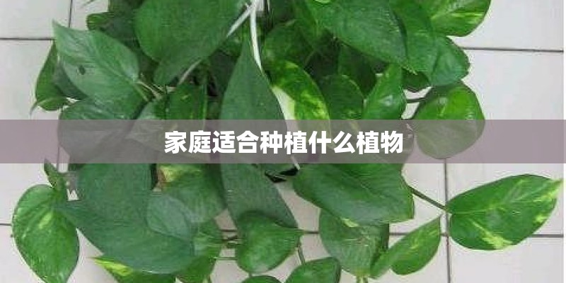家庭适合种植什么植物