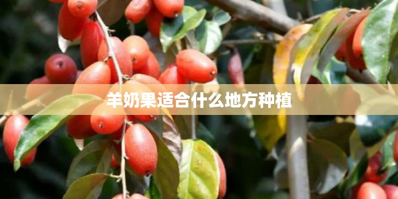 羊奶果适合什么地方种植
