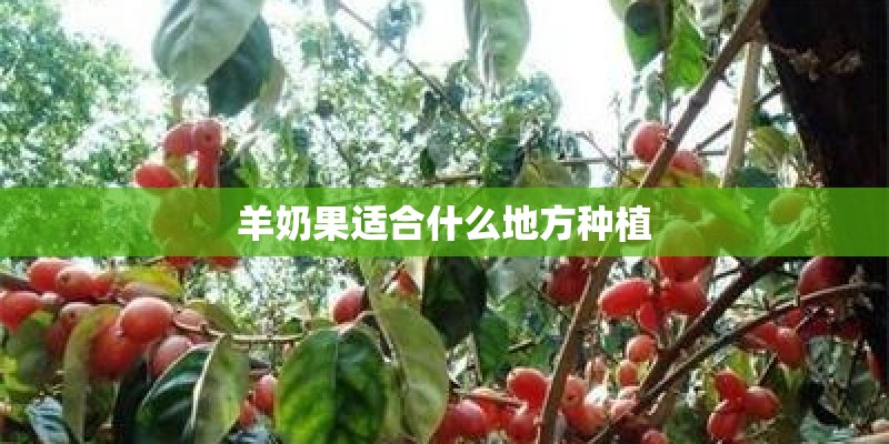 羊奶果适合什么地方种植