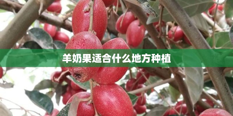 羊奶果适合什么地方种植