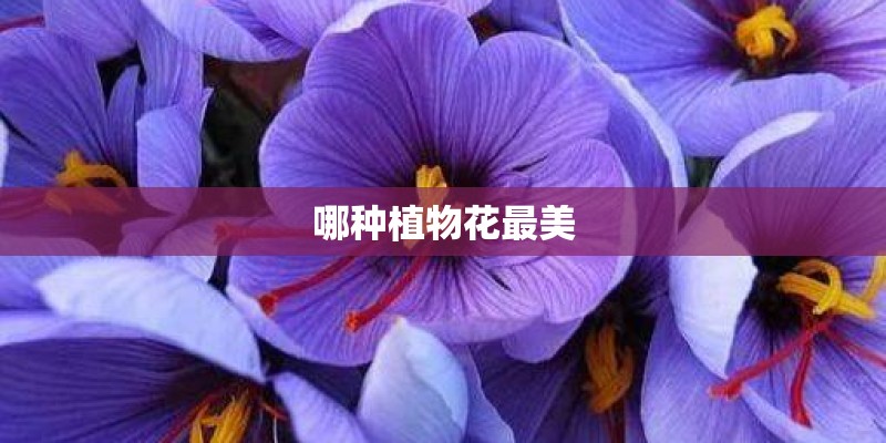 哪种植物花最美
