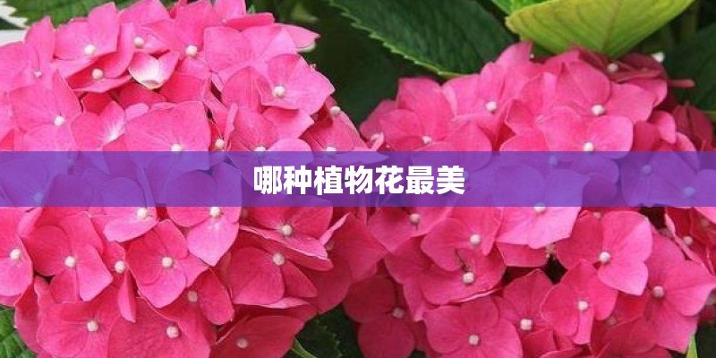 哪种植物花最美