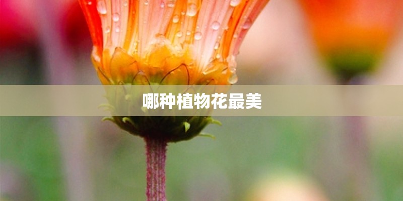 哪种植物花最美